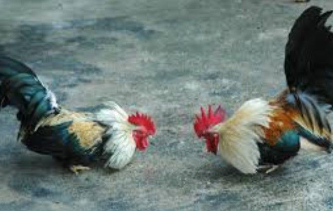 Entre gallos y mediasnoches