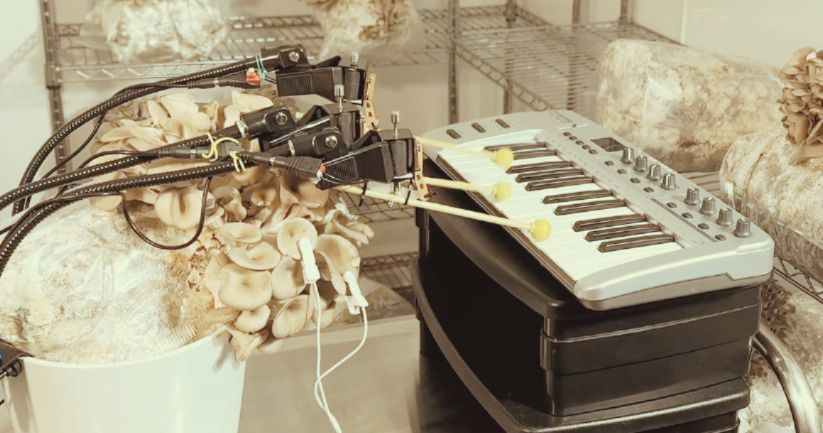 Pink Floyd un poroto