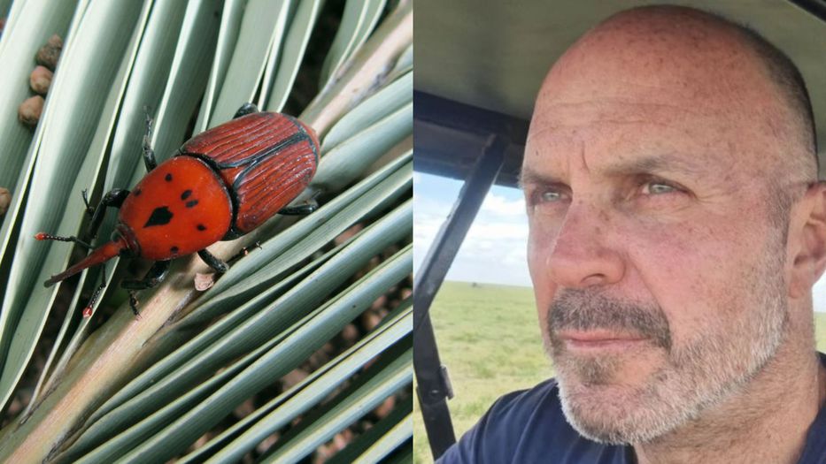 Es rojo y viene de Asia