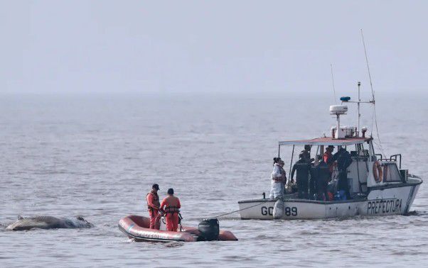 Salven a las ballenas