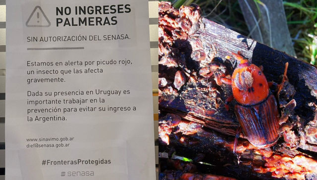Vecinos invasores