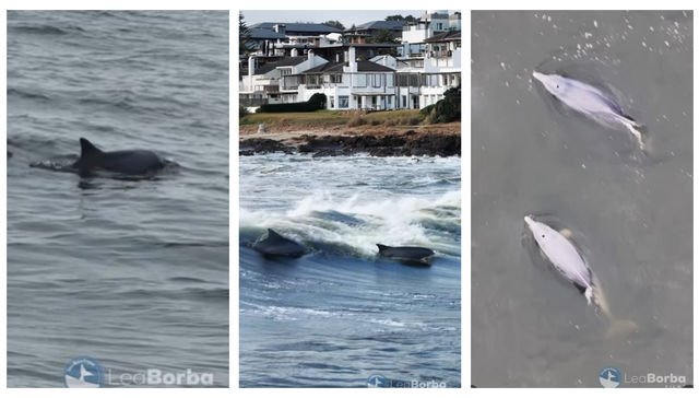 Para ver desde el principio