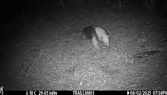 Pica por todos mis compañeros