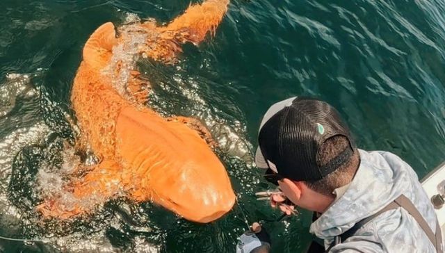 Por The New York Times