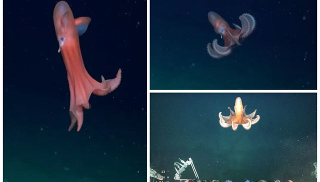 Tu que sabes de la mar...