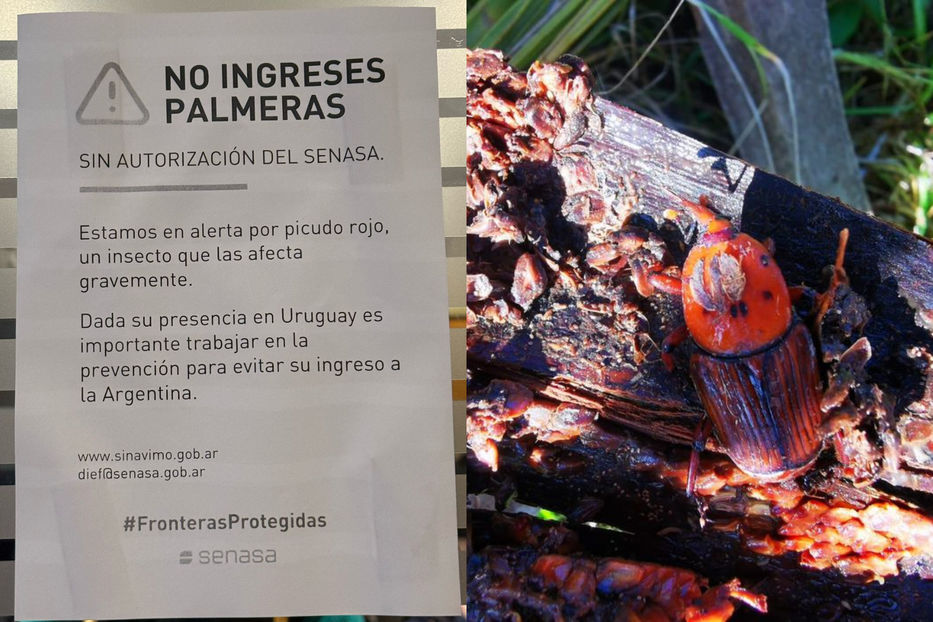 Vecinos invasores
