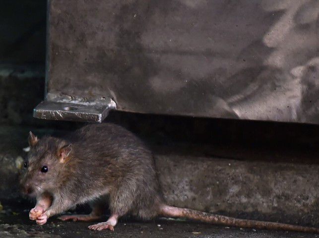 ¡Guerra Total a las Ratas en Nueva York! La Ciudad Lanza una Estrategia Innovadora con Tecnología y Anticonceptivos