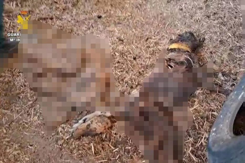 España: conmoción por hallazgo de 32 perros muertos por hambre en una finca