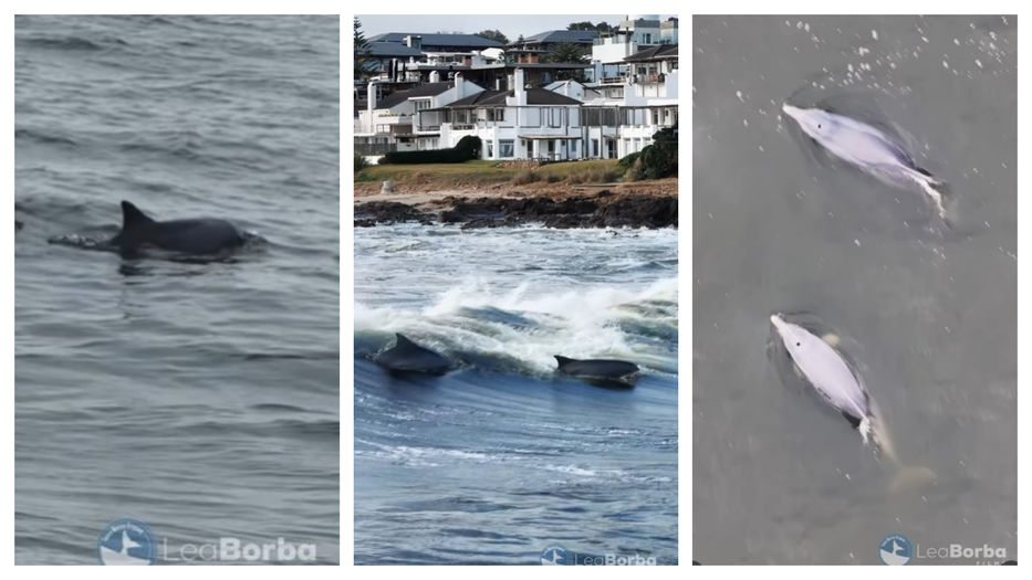 Para ver desde el principio