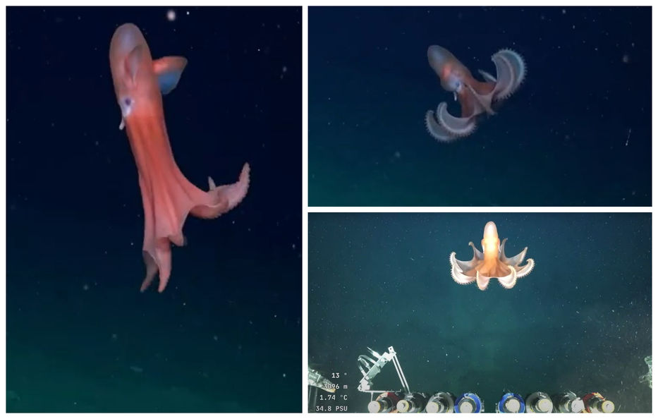 Tu que sabes de la mar...