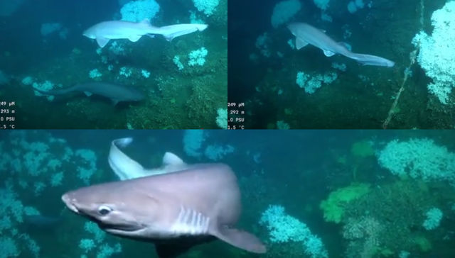 Allí tienen libertad