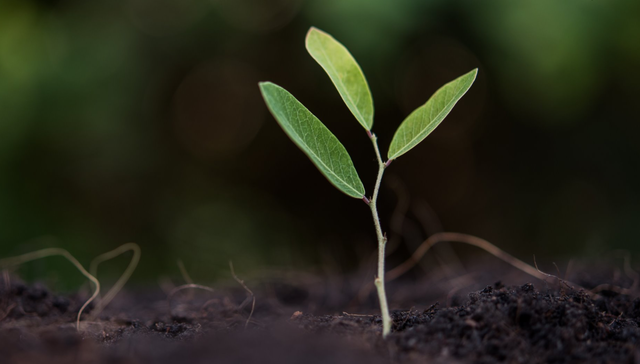 Una estrategia de valor