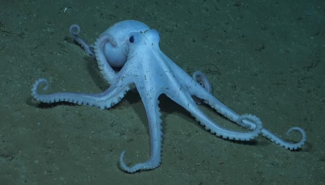 Para ver de/el fondo