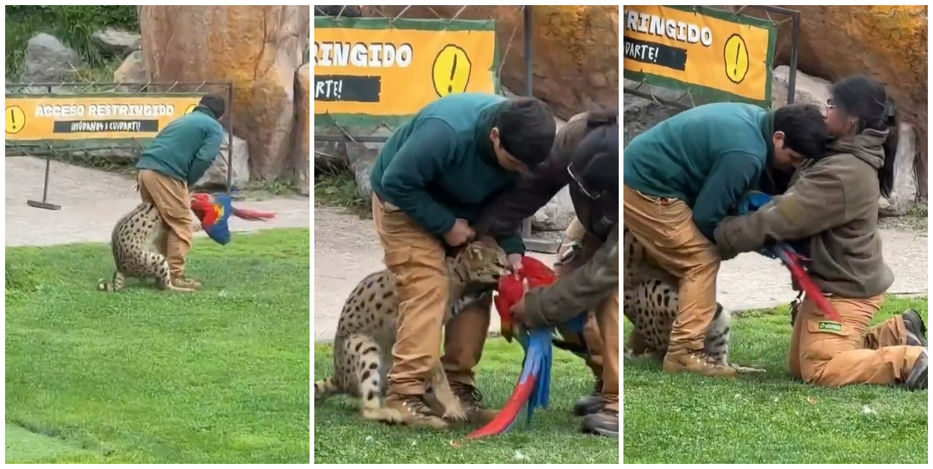 Piolín y silvestre, muy silvestre