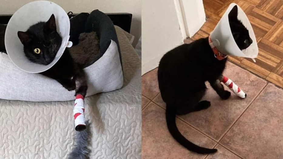 Accidente en Punta Gorda: buscan a gata que escapó tras choque y estaba “recién operada”