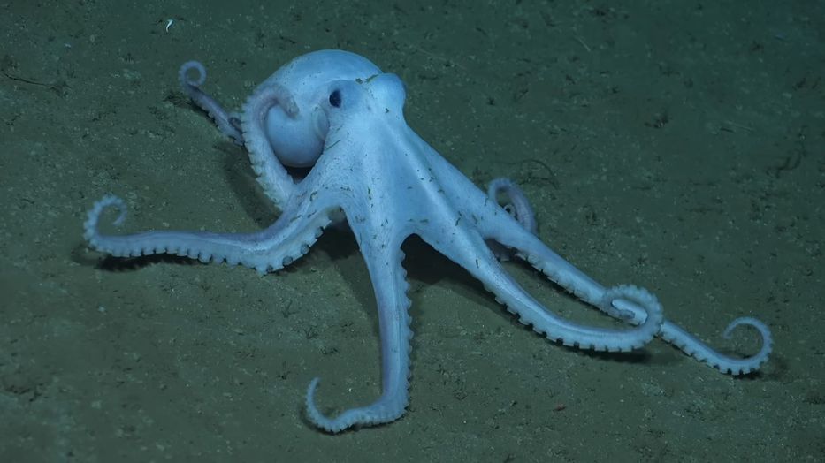 Para ver de/el fondo