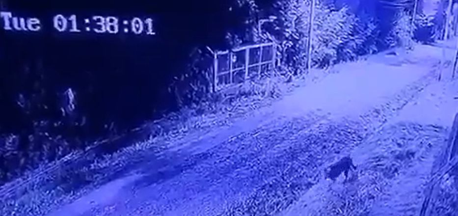 Fue a parar al asador