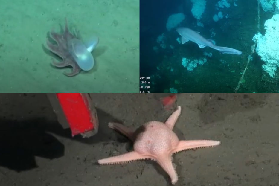 Imágenes impactantes