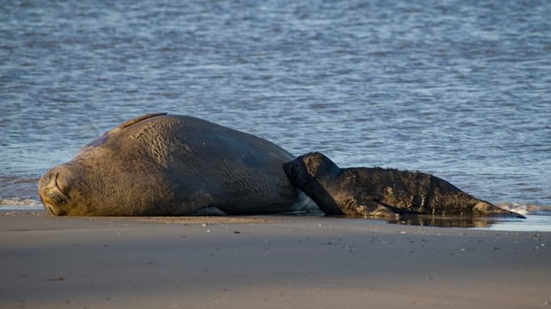 Foto: SOS Fauna Marina.