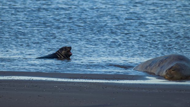 Foto: SOS Fauna Marina.