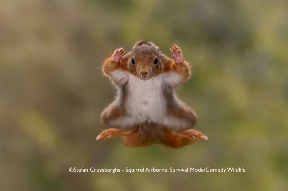 Ardilla aerotransportada