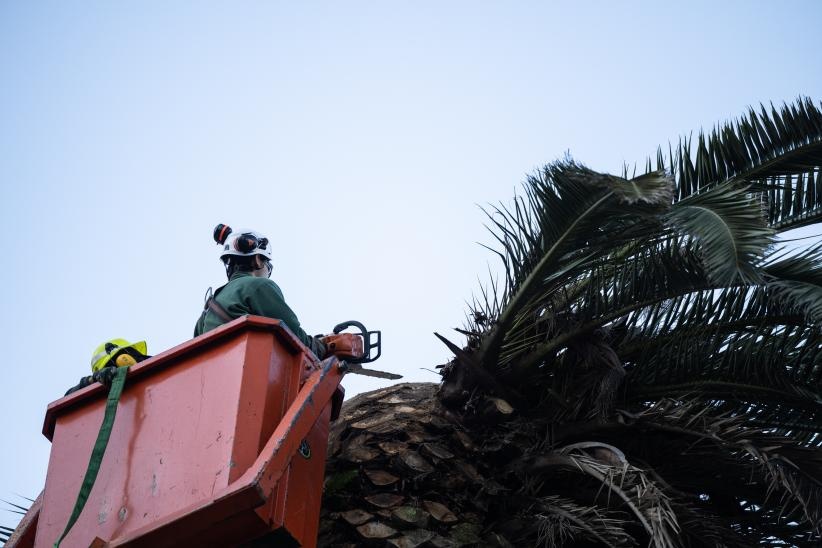 “Beneficios ambientales”: ¿qué resolvió la IM tras la tala de palmeras en bulevar Artigas?