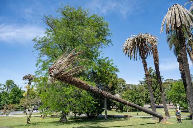 IM trabaja para retirar palmeras afectadas por picudo rojo.