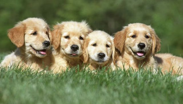 Más quiero a mi perro