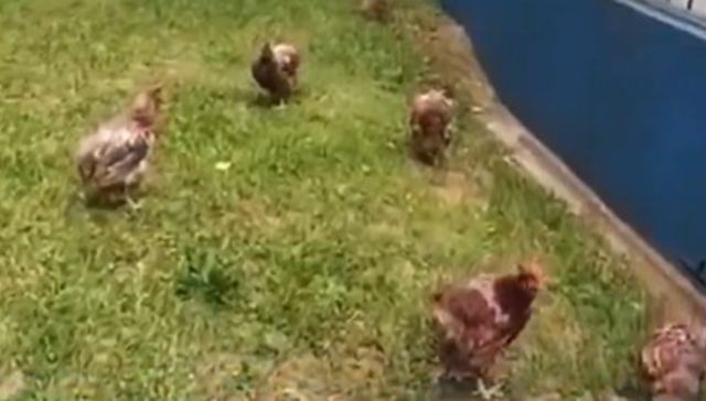 En la radio hay un pollito