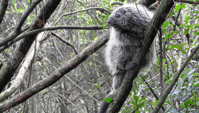 Mirá lo que es ese bichoooo