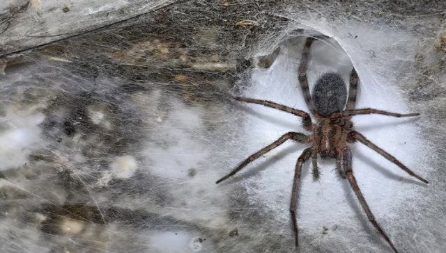 Por The New York Times