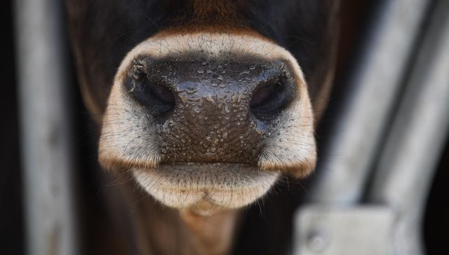 ¿Vaca yendo?