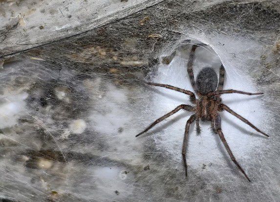 Por The New York Times