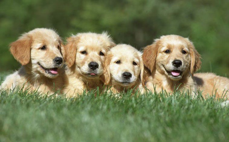 Más quiero a mi perro