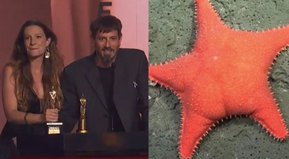 Estrellas de la noche