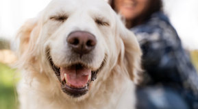 Más quiero a mi perro