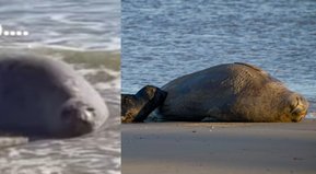 Se viene el franciscazo