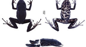 No es una variante regional