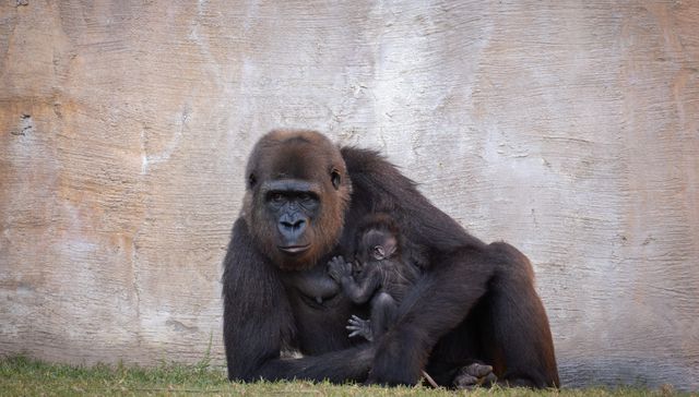 Solo ruidos de mono en comentarios