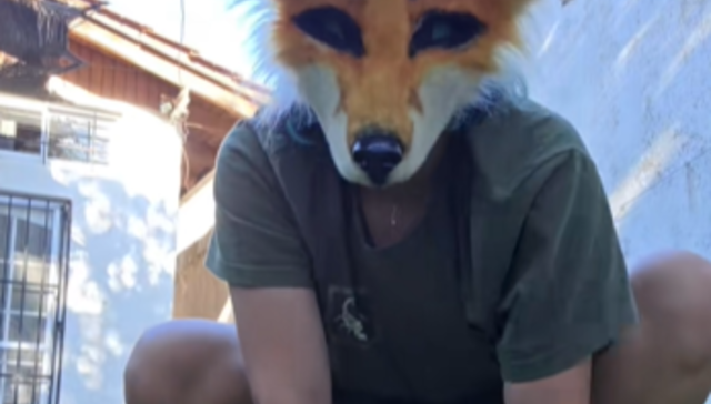 What does the fox say