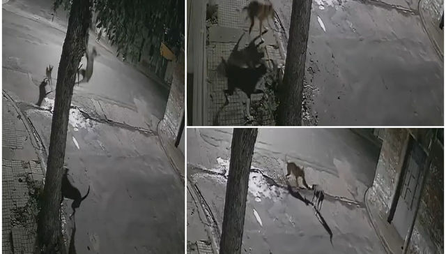 Tu perro, un perro cruel