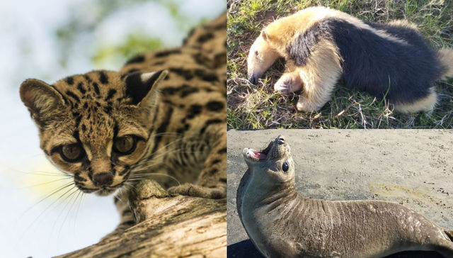 Hay que cambiar el chip