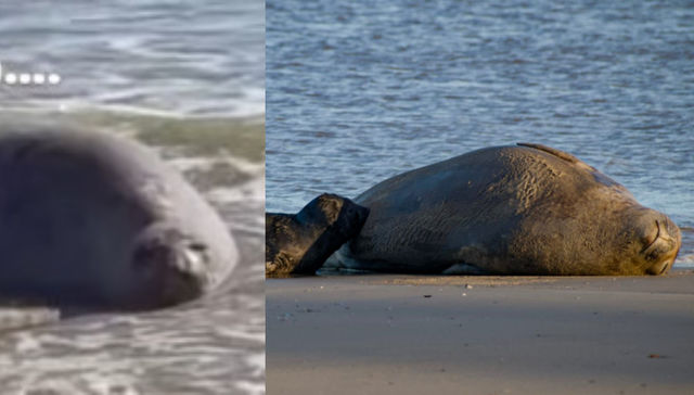 Se viene el franciscazo