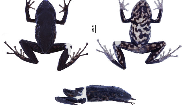 No es una variante regional