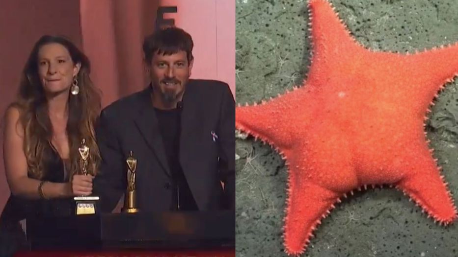 Estrellas de la noche