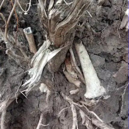 LOS URUGUAYOS COMPRARON 4.290 KILOS DE CANNABIS