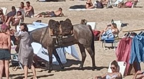 Pasión de Gavilanes un poroto