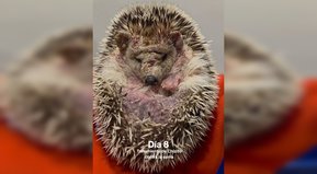 Pronta recuperación, titán