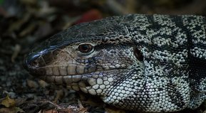 Cuando los animales (no) atacan