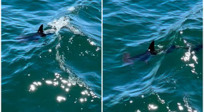 La mascota de la ferretería